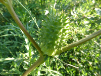 P1160780.webp