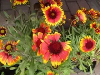 Bild 1500.webp