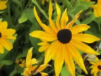 Bilda 0381.webp