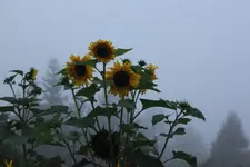 sonne+.webp