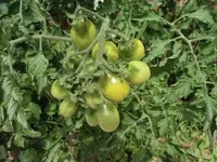 yellow-pearshaped.webp