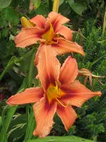 007_576x768.webp