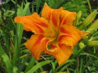 027_576x768.webp
