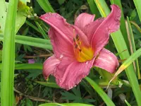 hildegard3_1024x768.webp