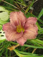 mapping carolina2_576x768.webp