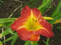 princeton paprika2_576x768.webp