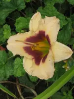 roswitha5_576x768.webp