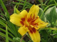 sil.paul watts falsch_1024x768.webp