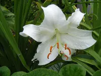 Lilie Makro.webp