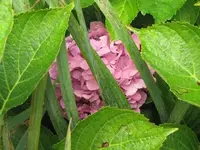Bild 320.webp