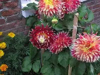 Bild 801.webp