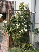 fotos 022.webp