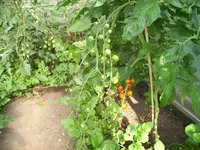 100_1575.webp