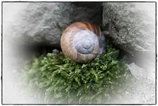 Weinbergschnecke.webp