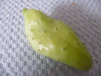 DSCF5435.webp