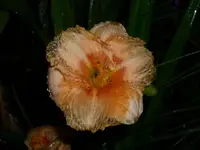 k-DSCI2901.webp