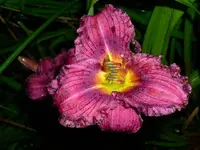 k-DSCI2910.webp