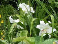 Weiße Lilie 29.7.2014.webp