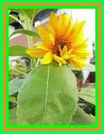 002.webp