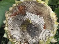 Bild 990.webp