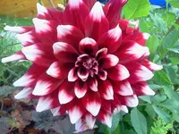 sum 080.webp