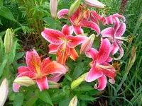 sum 082.webp