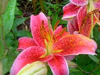 sum 084.webp