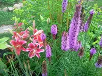 sum 086.webp