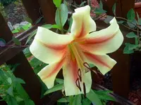 sum 092.webp