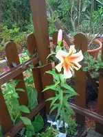 sum 088.webp