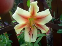 sum 090.webp