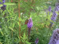 sum 004.webp
