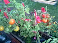 Tomate -Balkontomate Rot 2.webp