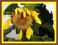 014.webp