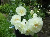 SAM_5084.webp
