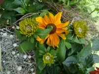 133.webp