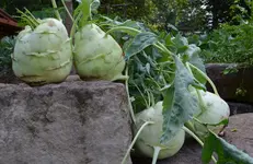 Kullerrabi.webp