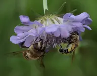 Besuch_Skabiose.webp