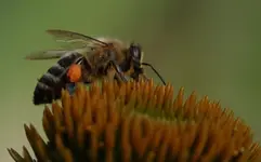 Besuch_weisse Echi.webp