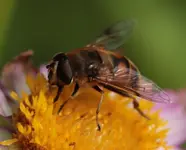 ungefuellte Dahlie.webp