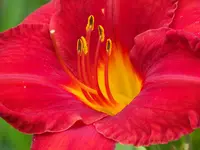 Moses Fire (1).webp
