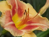 Veins of Truth (2).webp