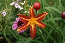 Resplendent.webp