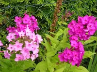 k-DSCI2923.webp