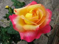 pullmanblüte.webp