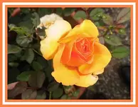 012.webp