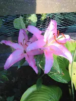 image.webp