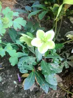 image.webp