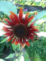 image.webp