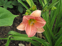 IMG_1043.webp